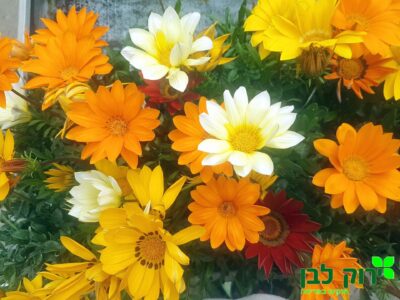 גזניה זקופה