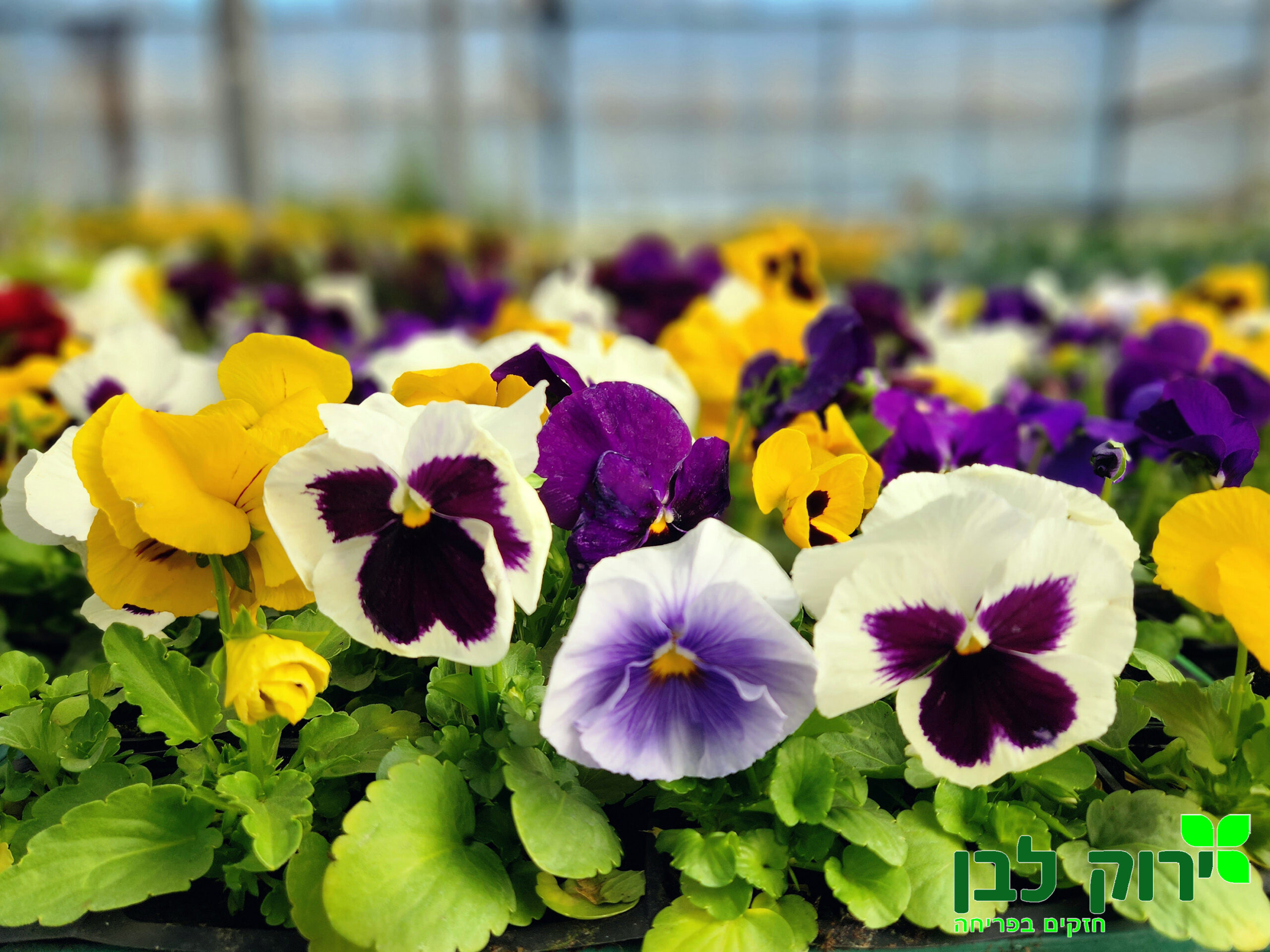 אמנון ותמר- פרח ענק