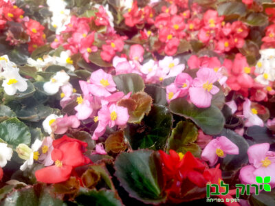 בגוניה פורחת עד