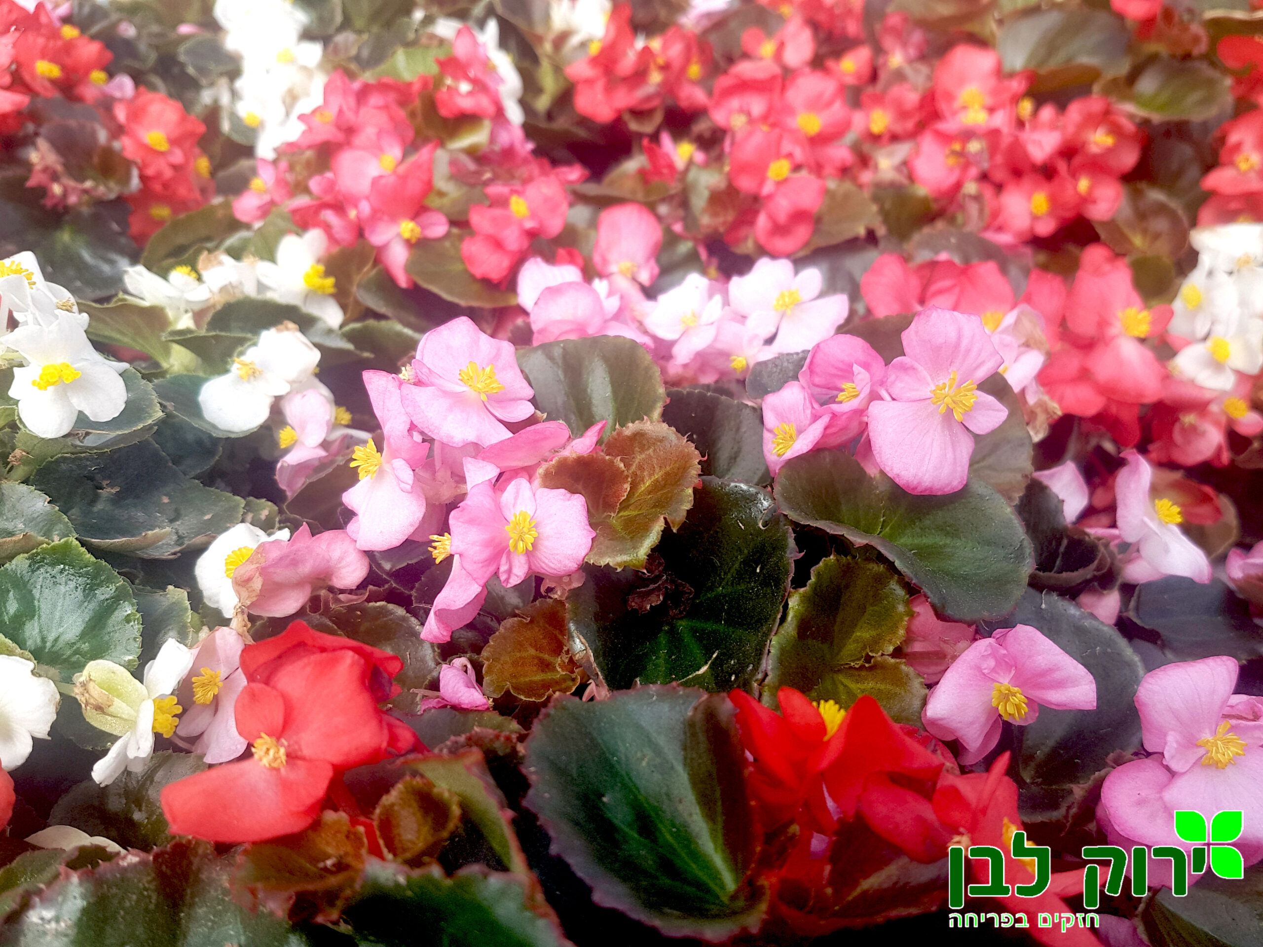 בגוניה פורחת עד