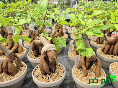 ברכיכיטון בונסאי