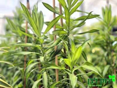 ג`מייקה אינדיקה