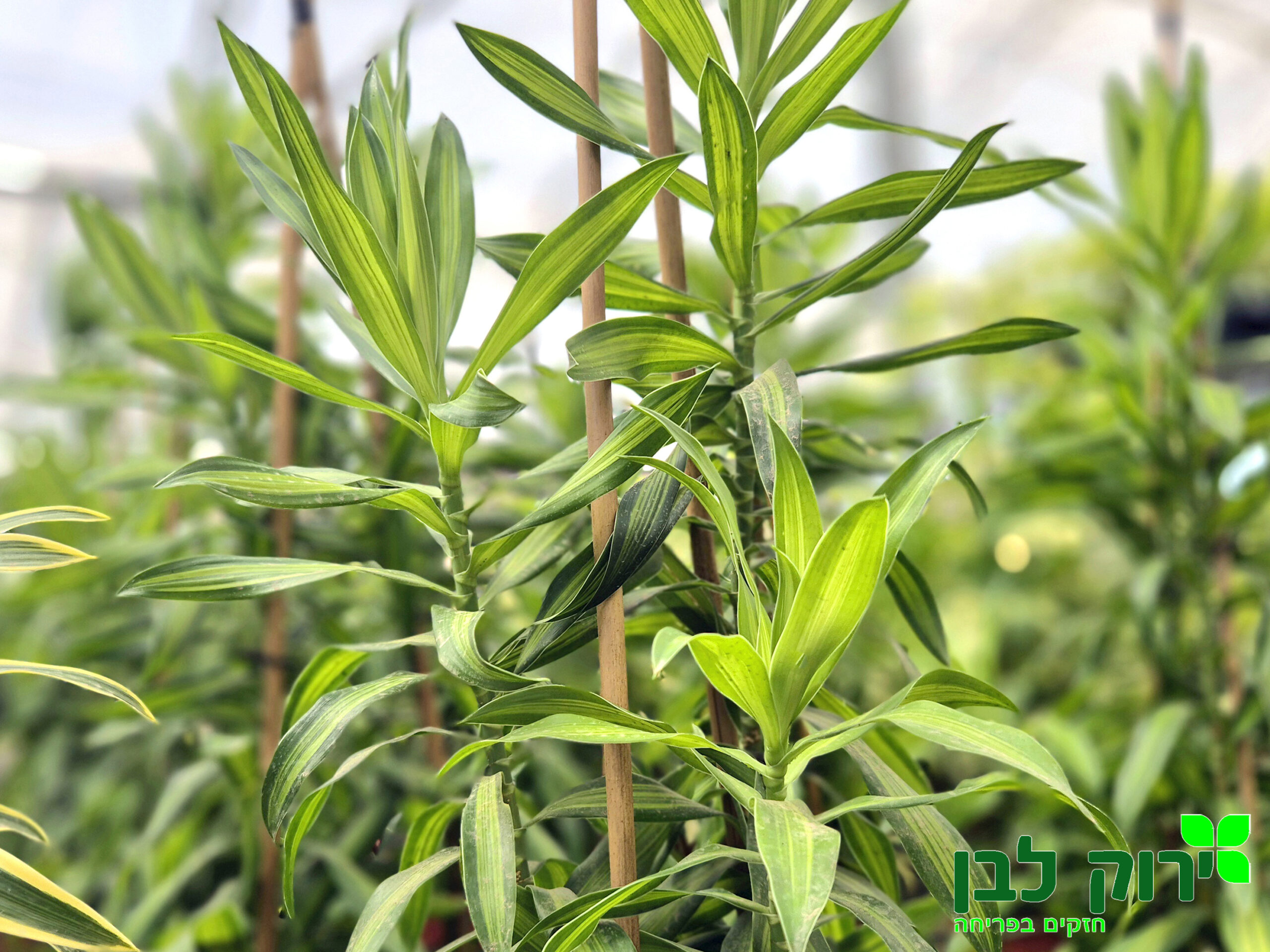 ג`מייקה אינדיקה