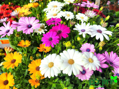 גרמית זקופה