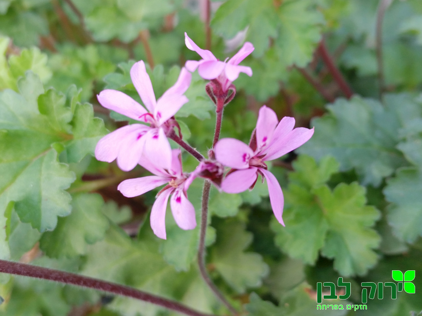 גרניום בר (לוונדר לס)