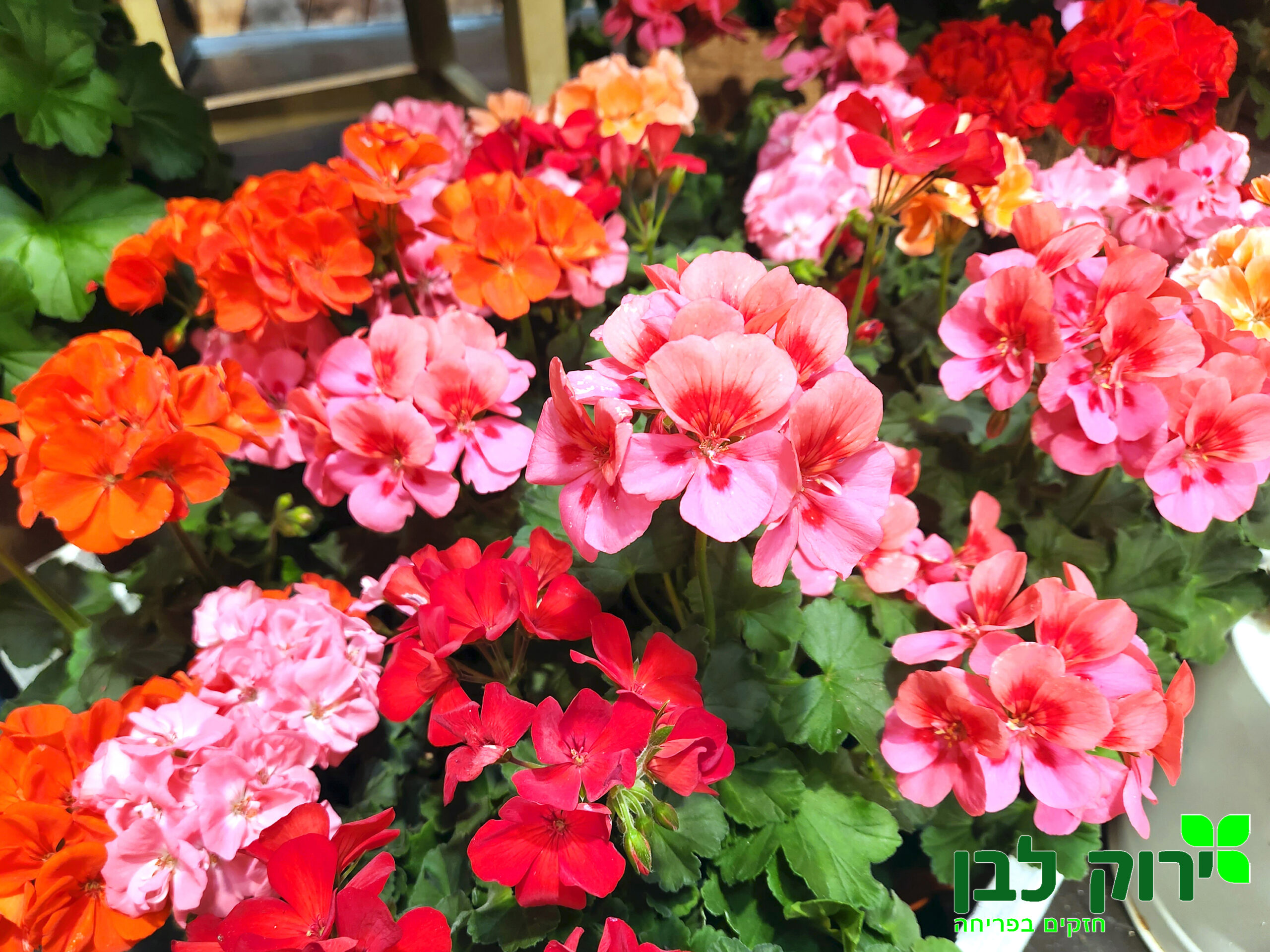 גרניום זקוף