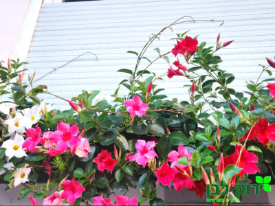 דיפלדניה סנדבילה