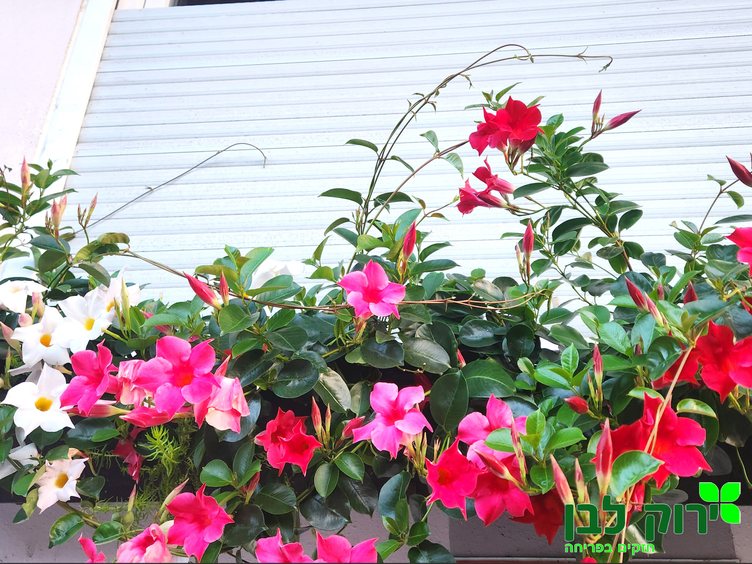 דיפלדניה סנדבילה