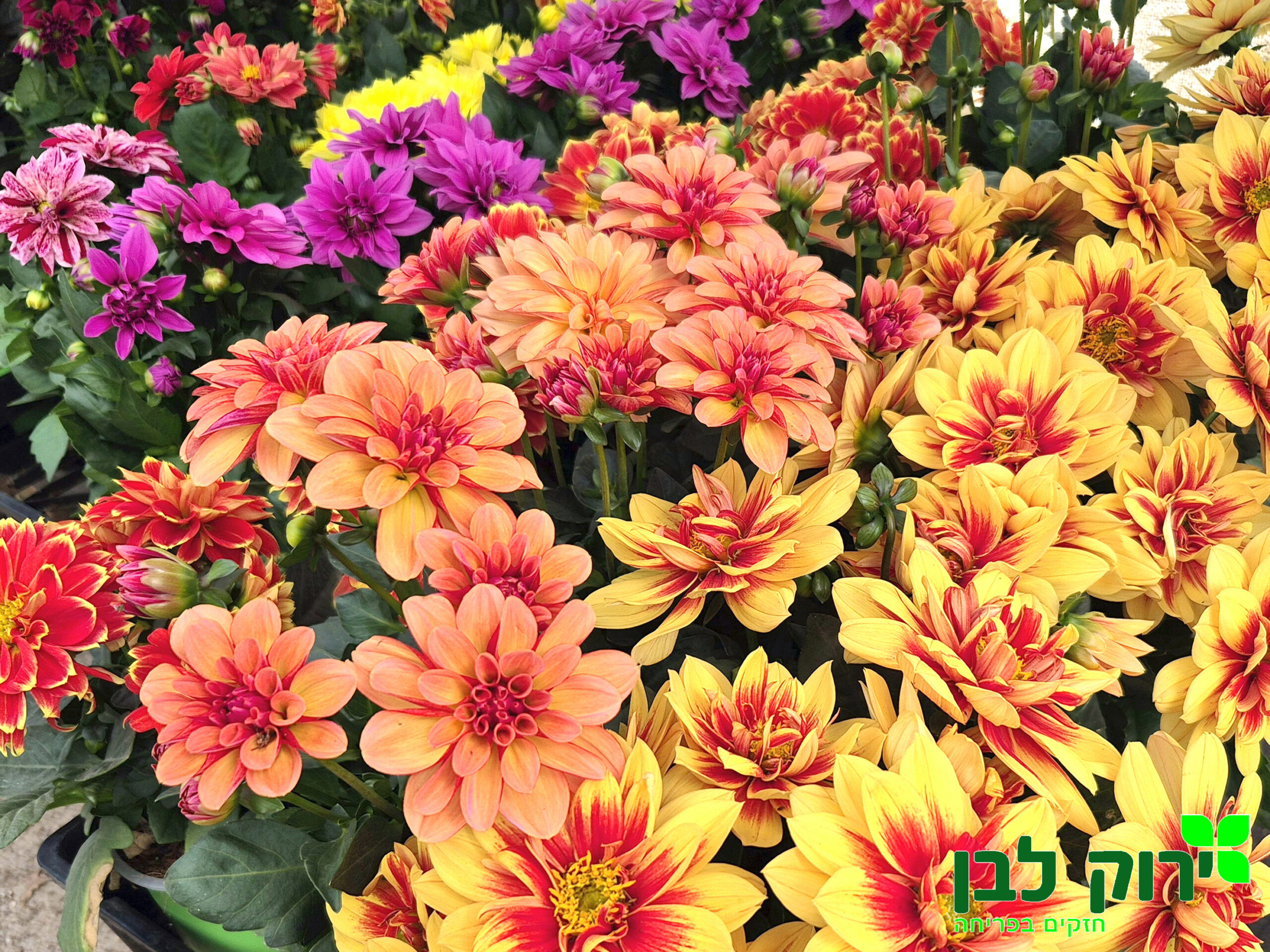 דליה רב שנתית