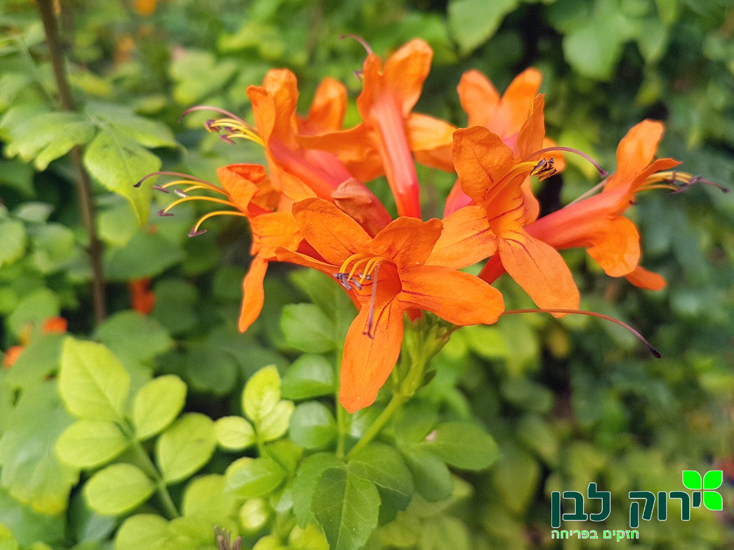 דק פרי- טקומה גרוצ`ה