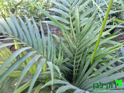 דקל ארכיטופיניקס (טבעות)