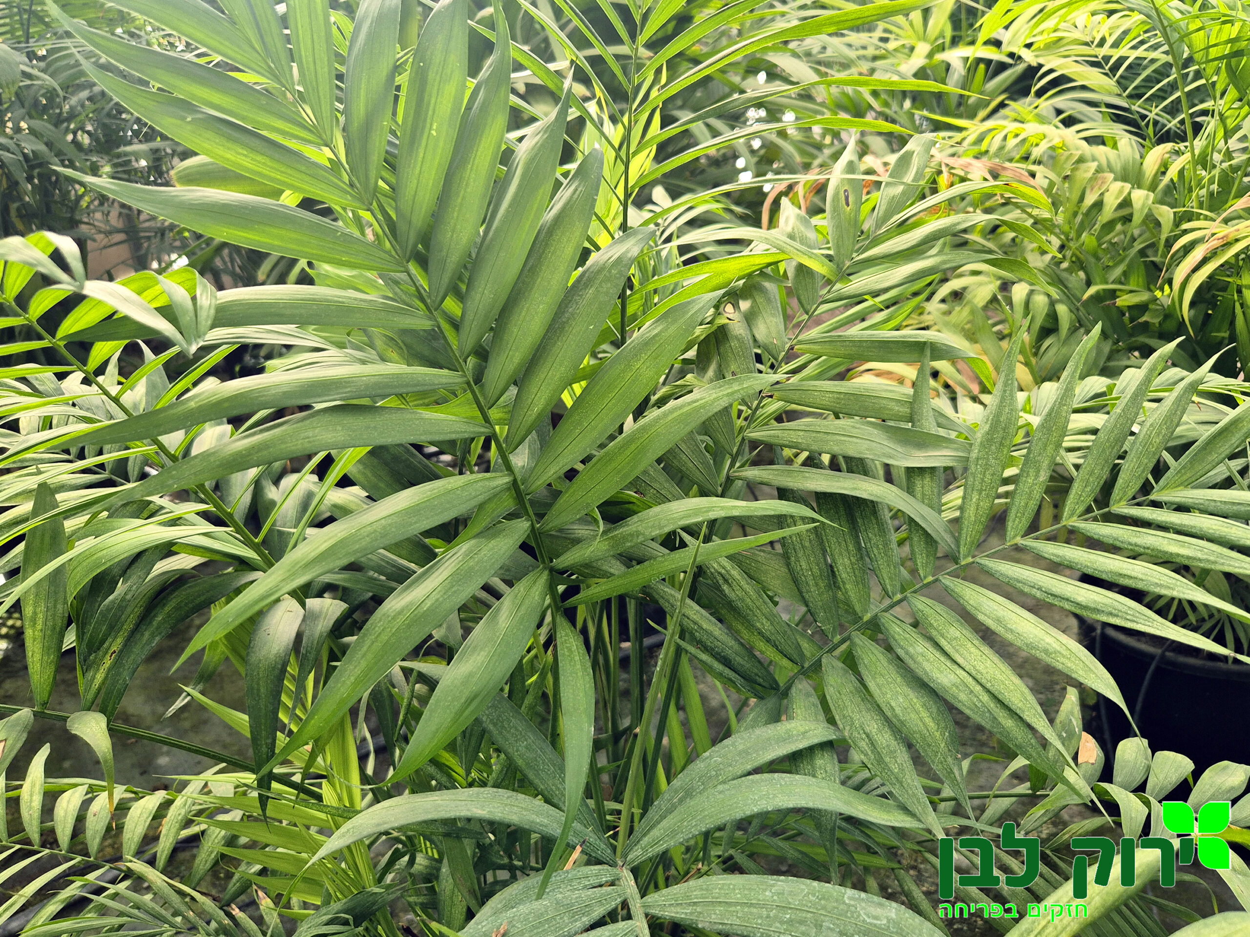 דקל חמדוריאה אלגנס