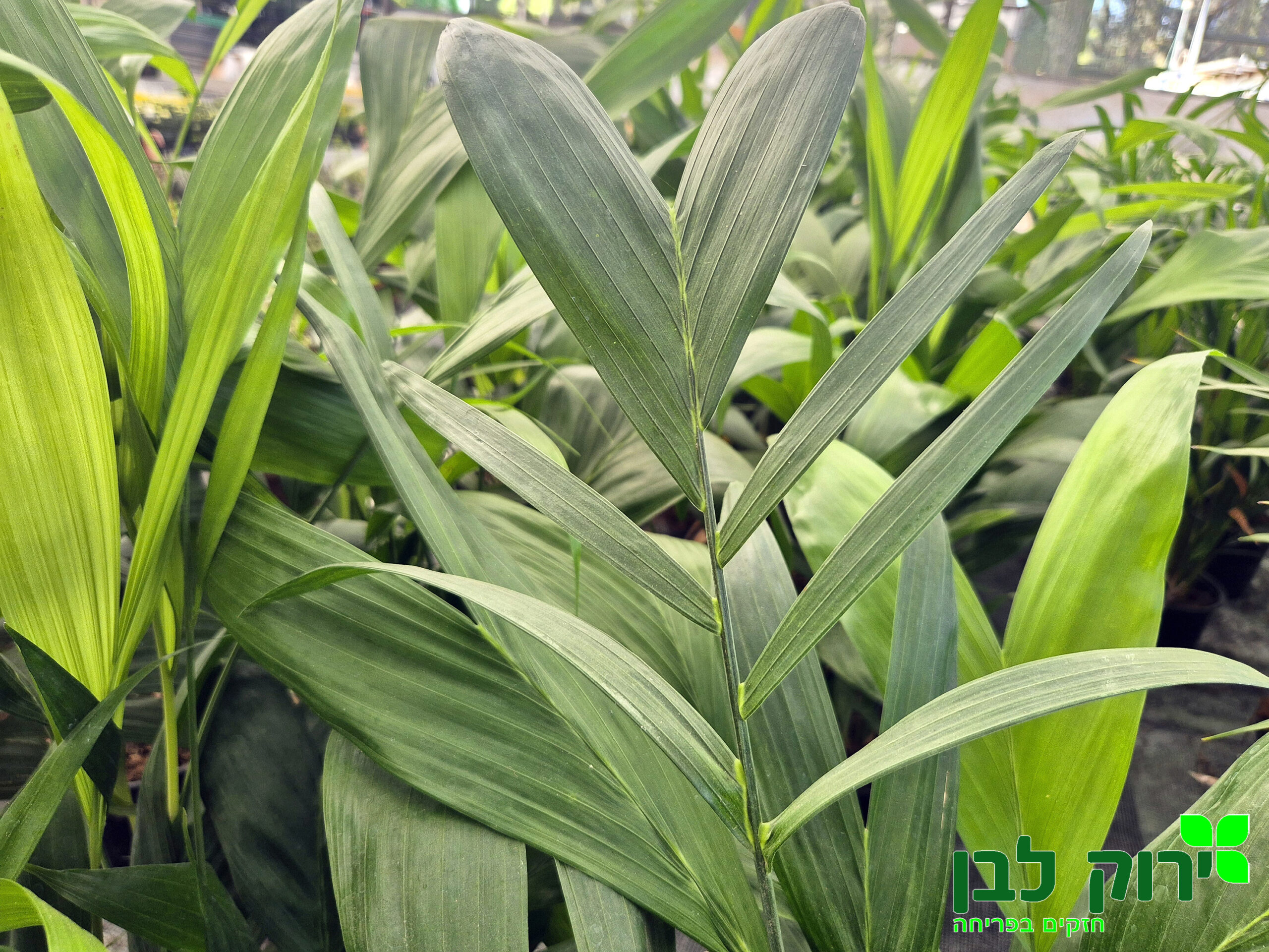 דקל חמדוריאה סייפריצי