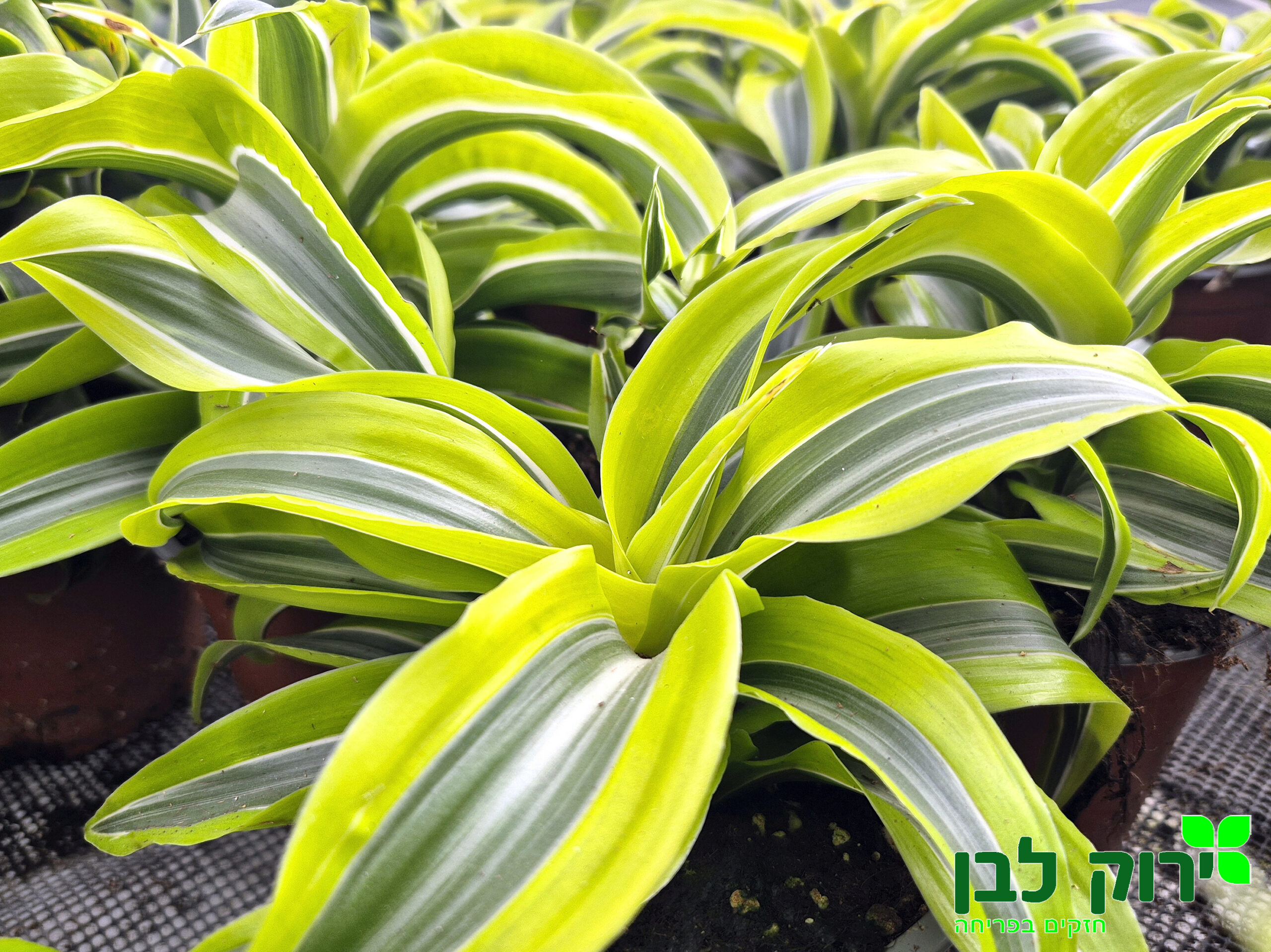 דרצנה למון ליים