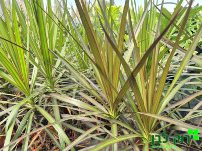 דרצנה מרגינטה