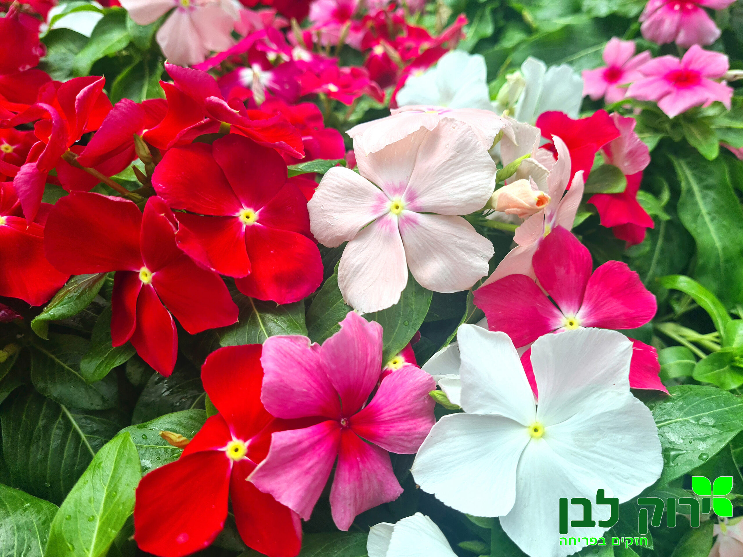 וינקה זוחלת