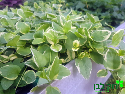 וינקה מז`ור