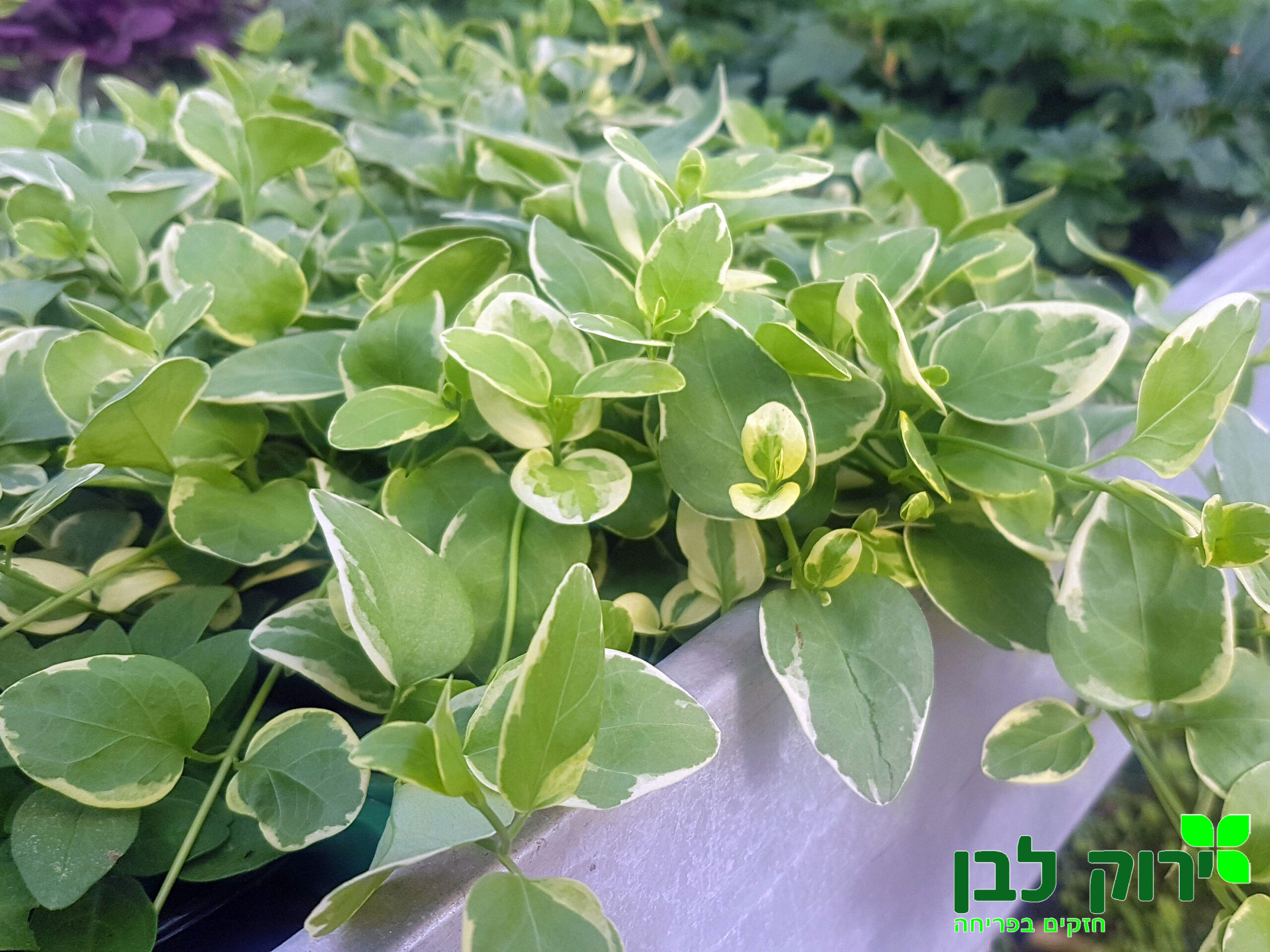 וינקה מז`ור