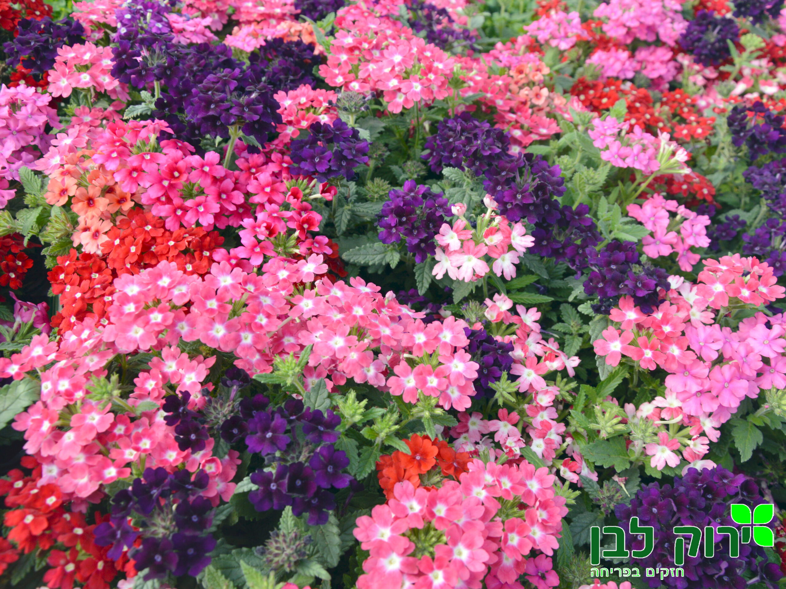 ורבנה רב שנתית