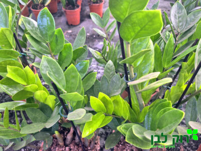 זמיקוקולוס