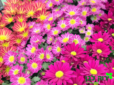 חרצית מולטיפלורה