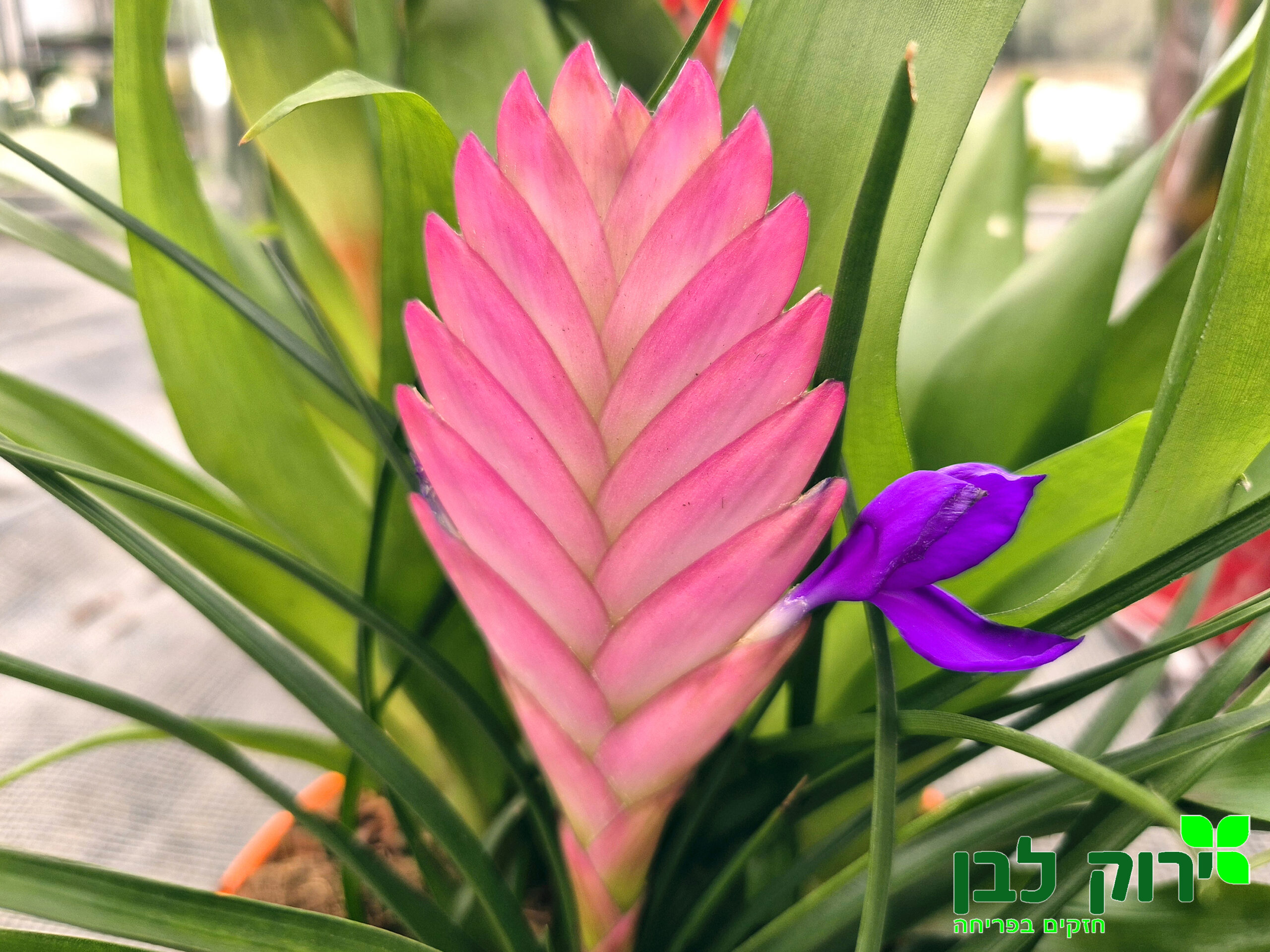 טילנסיה אניטה