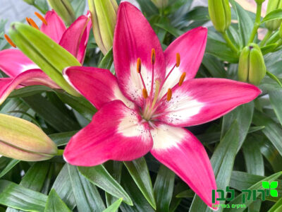 ליליום (שושן)