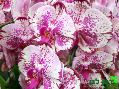 סחלב פלנופסיס