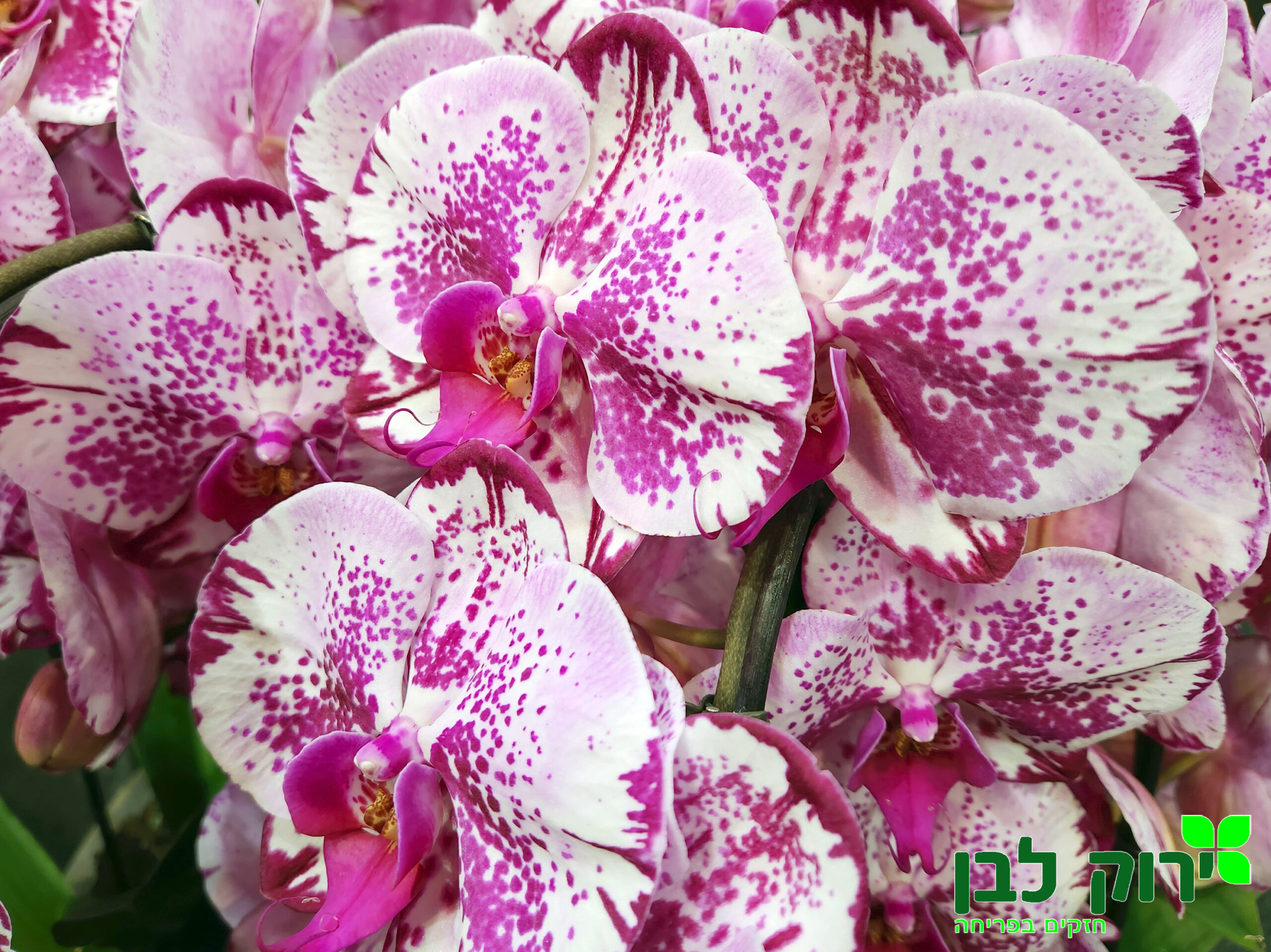 סחלב פלנופסיס