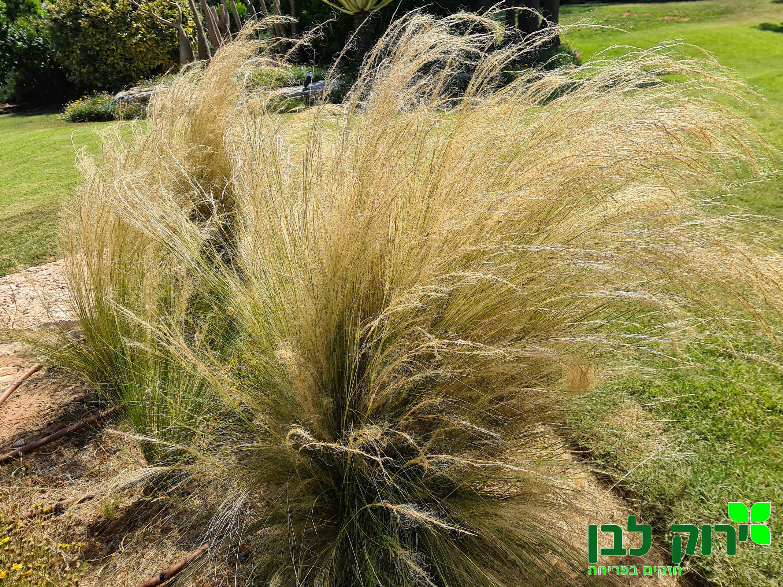 סטיפה (מלעניאל דקיק)