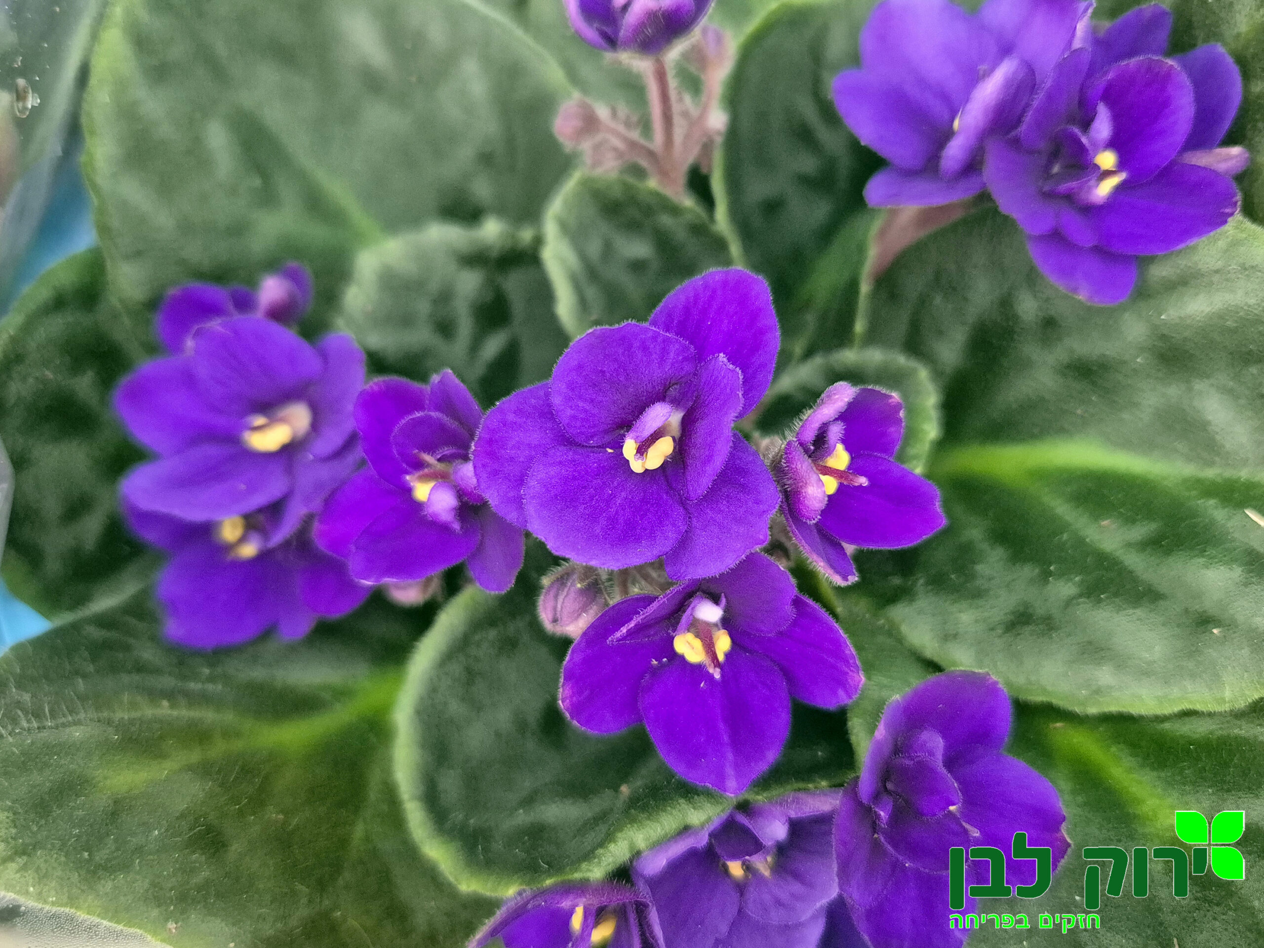 סיגלית אפריקאית