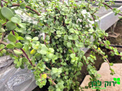 פורטולוקריה