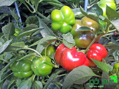 פלפל מאכל "קיוט סטאף"