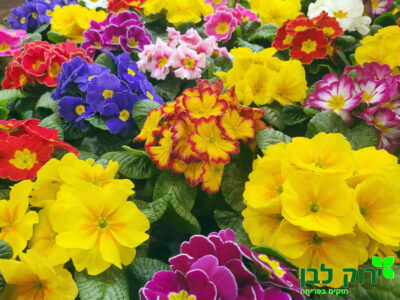 פרימולה (בכור אביב)