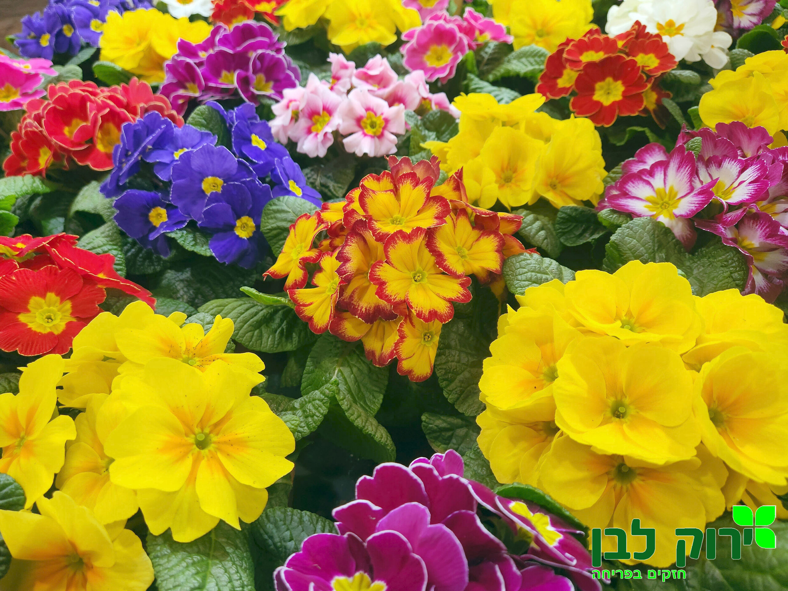 פרימולה (בכור אביב)