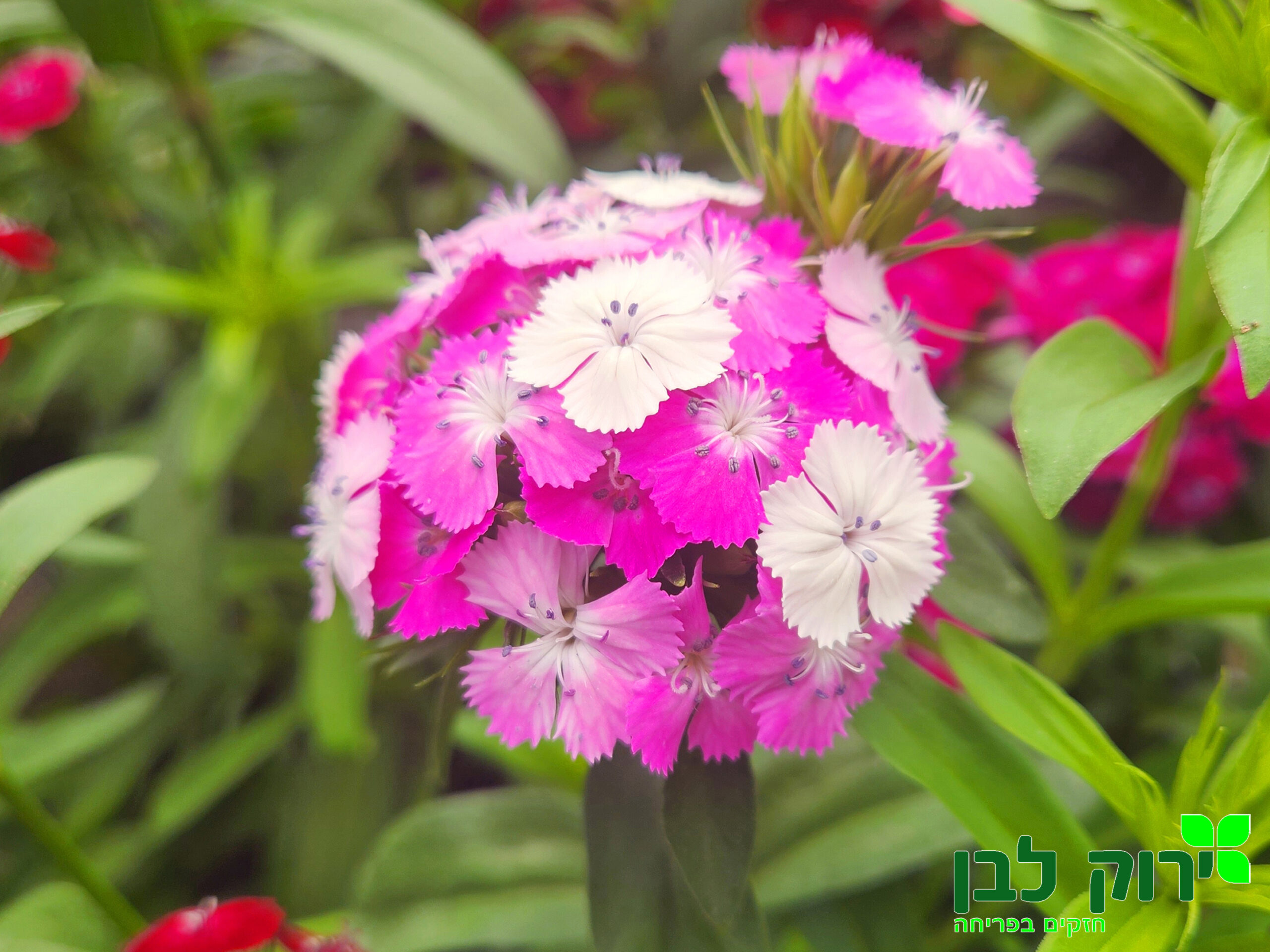 צפורן ברבטוס