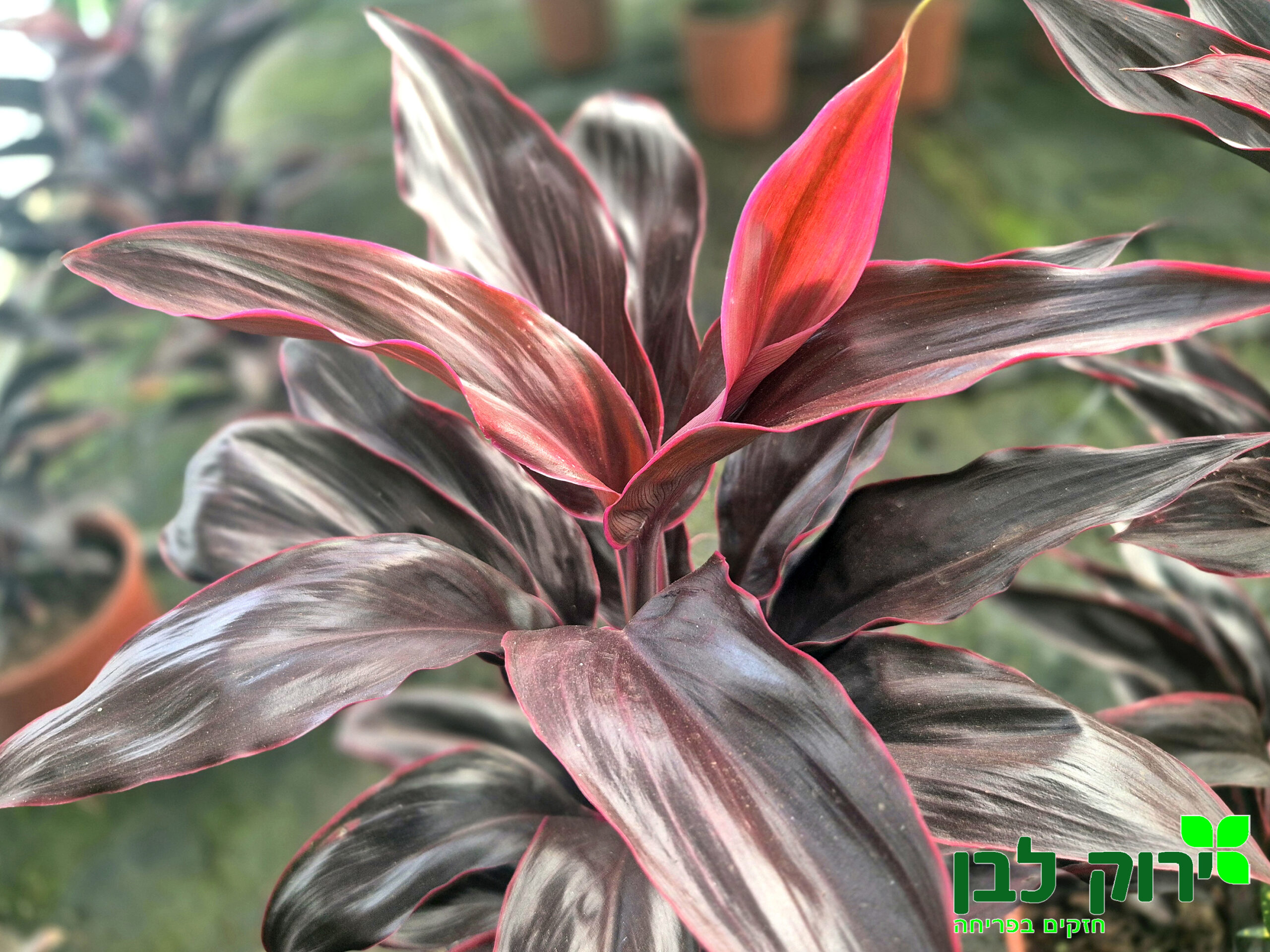 קורדליין אדום