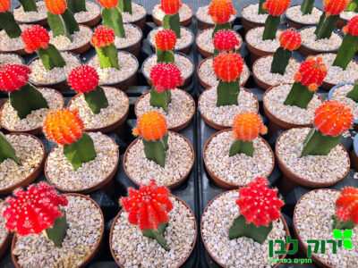 קקטוס מורכב