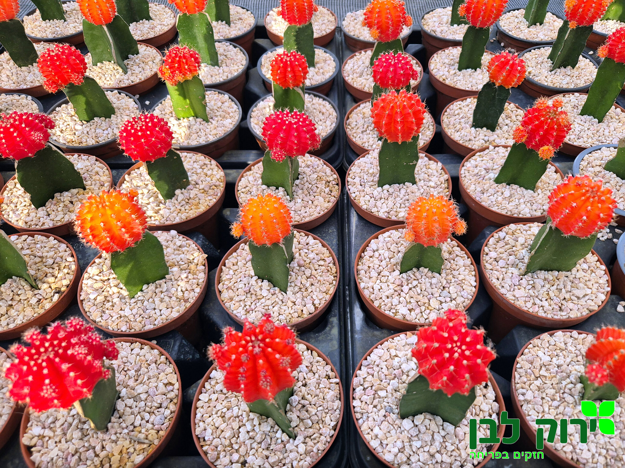 קקטוס מורכב