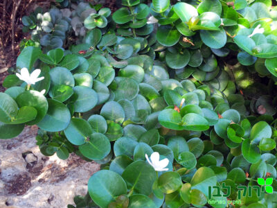 קריסה גרין קרפט