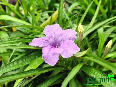 רואליה ברייטון