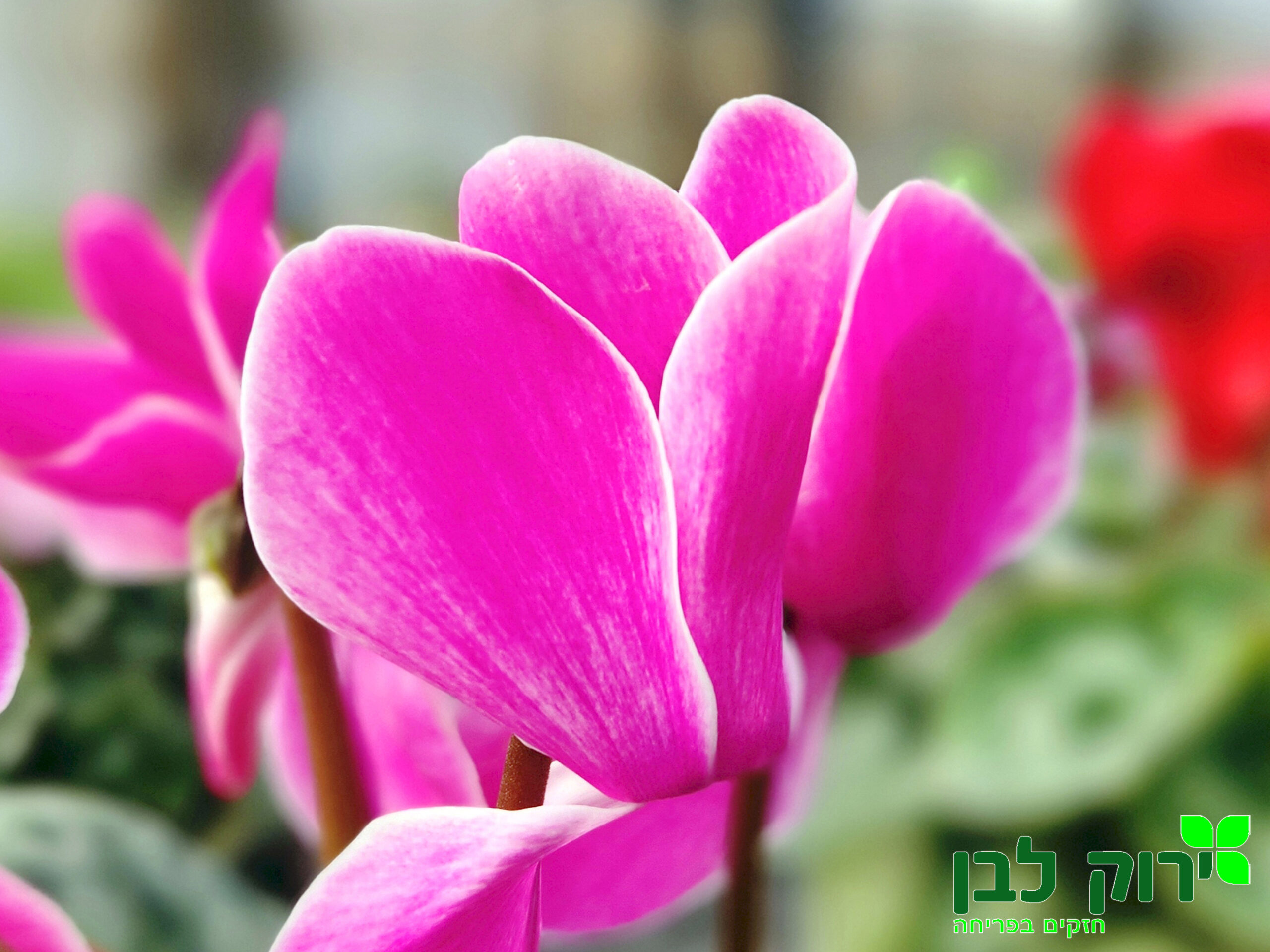 רקפת- פרח גדול