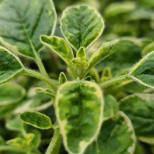 צילום מסך 2024-08-26 ב-12.43.18 1 (1)