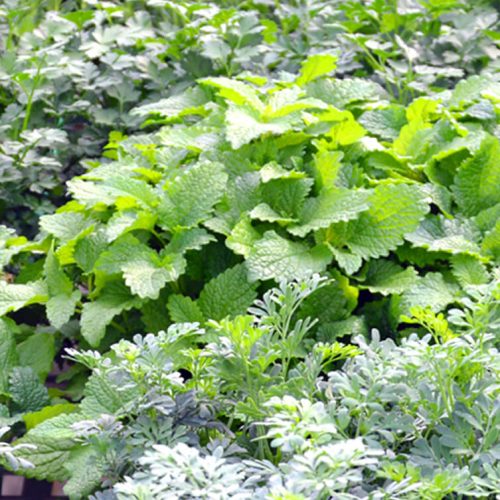 צילום מסך 2024-08-26 ב-12.43.18 1 (2) (1)